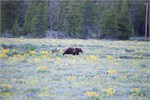 535-12-GrizzlyGrandTeton