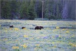 536-13-GrizzlyGrandTeton
