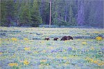 537-14-GrizzlyGrandTeton
