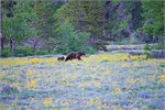 539-16-GrizzlyGrandTeton