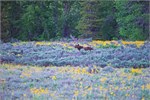 540-17-GrizzlyGrandTeton