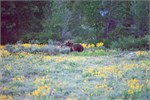 541-02-GrizzlyGrandTeton