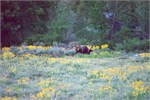 542-18-GrizzlyGrandTeton