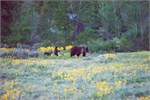 545-01-GrizzlyGrandTeton