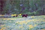 546-22-GrizzlyGrandTeton
