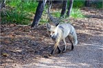 551-49-GrandTetonSusan