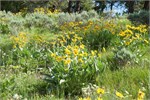 557-44-GrandTetonSusan