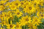 558-25-GrandTetonSusan