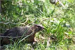561-09-GrandTetonSusan