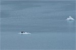 595-17-GlacierBay2017