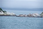 596-19-GlacierBay2017