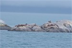 597-20-GlacierBay2017