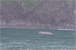 599-10-KenaiFjordWildlife