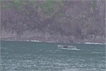 600-11-KenaiFjordWildlife
