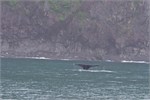 601-12-KenaiFjordWildlife