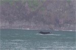 602-13-KenaiFjordWildlife