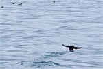 603-06-KenaiFjordFoxIsland