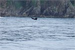 606-16-KenaiFjordWildlife