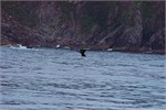 607-17-KenaiFjordWildlife