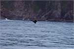 608-18-KenaiFjordWildlife