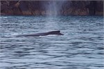610-20-KenaiFjordWildlife
