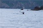 611-01-KenaiFjordWildlife