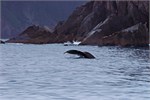 613-22-KenaiFjordWildlife