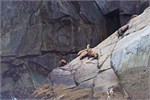 617-26-KenaiFjordWildlife