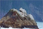 620-29-KenaiFjordWildlife