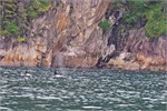 622-31-KenaiFjordWildlife
