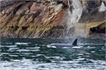 623-09-KenaiFjordFoxIsland