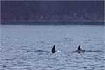 624-32-KenaiFjordWildlife