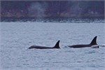 625-03-KenaiFjordWildlife