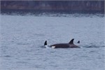 626-33-KenaiFjordWildlife