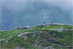 627-34-KenaiFjordWildlife