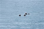 628-32-KenaiFjordFoxIsland