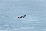 629-35-KenaiFjordWildlife
