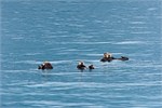 630-36-KenaiFjordWildlife