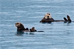 631-04-KenaiFjordWildlife