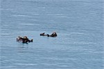 632-33-KenaiFjordFoxIsland