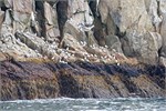 633-37-KenaiFjordWildlife