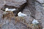 635-05-KenaiFjordWildlife