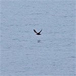 644-46-KenaiFjordWildlife