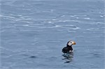 646-47-KenaiFjordWildlife
