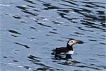 647-07-KenaiFjordWildlife