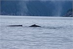 648-48-KenaiFjordWildlife