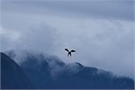 649-49-KenaiFjordWildlife