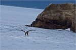 650-50-KenaiFjordWildlife