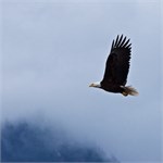 653-52-KenaiFjordWildlife