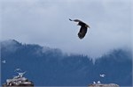 654-53-KenaiFjordWildlife